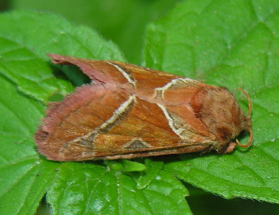 Photo of Orange swift