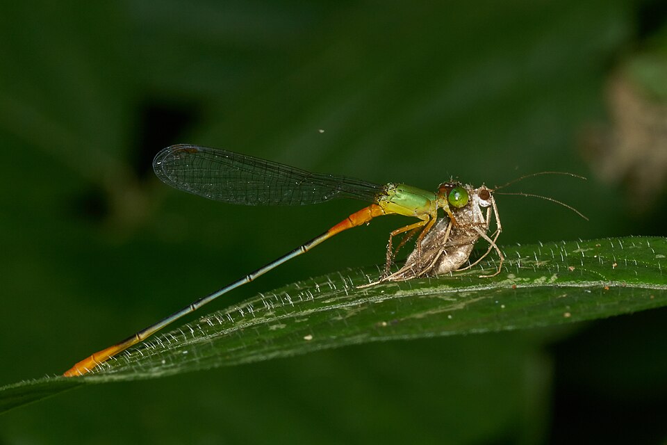 Photo of Orange-tailed marsh dart