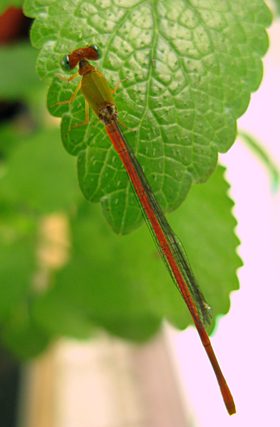 Photo of Orange-tailed sprite