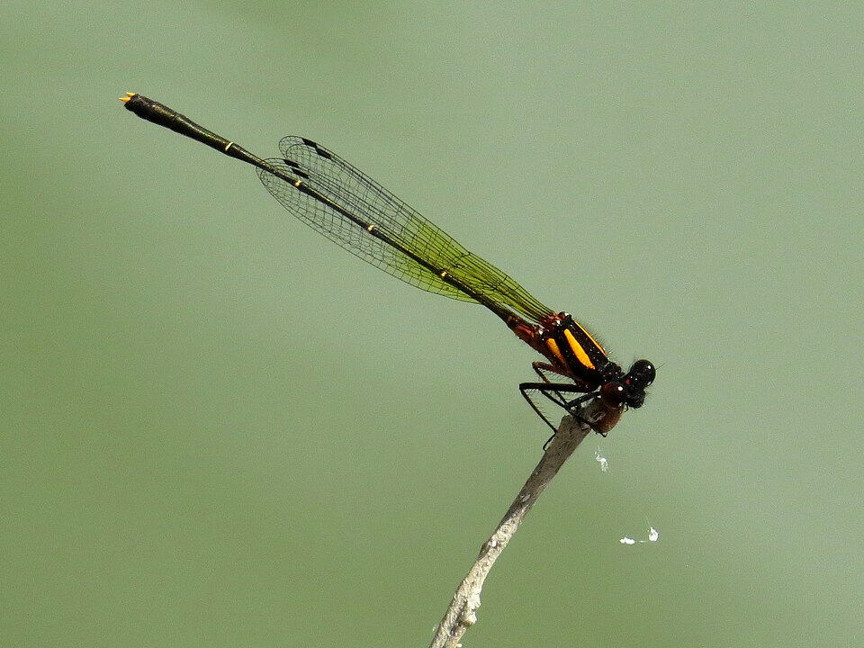 Photo of Orange threadtail