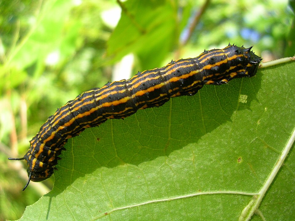 Photo of Orange-tipped oakworm moth