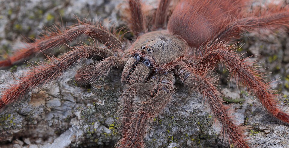 Photo of Orange tree tarantula