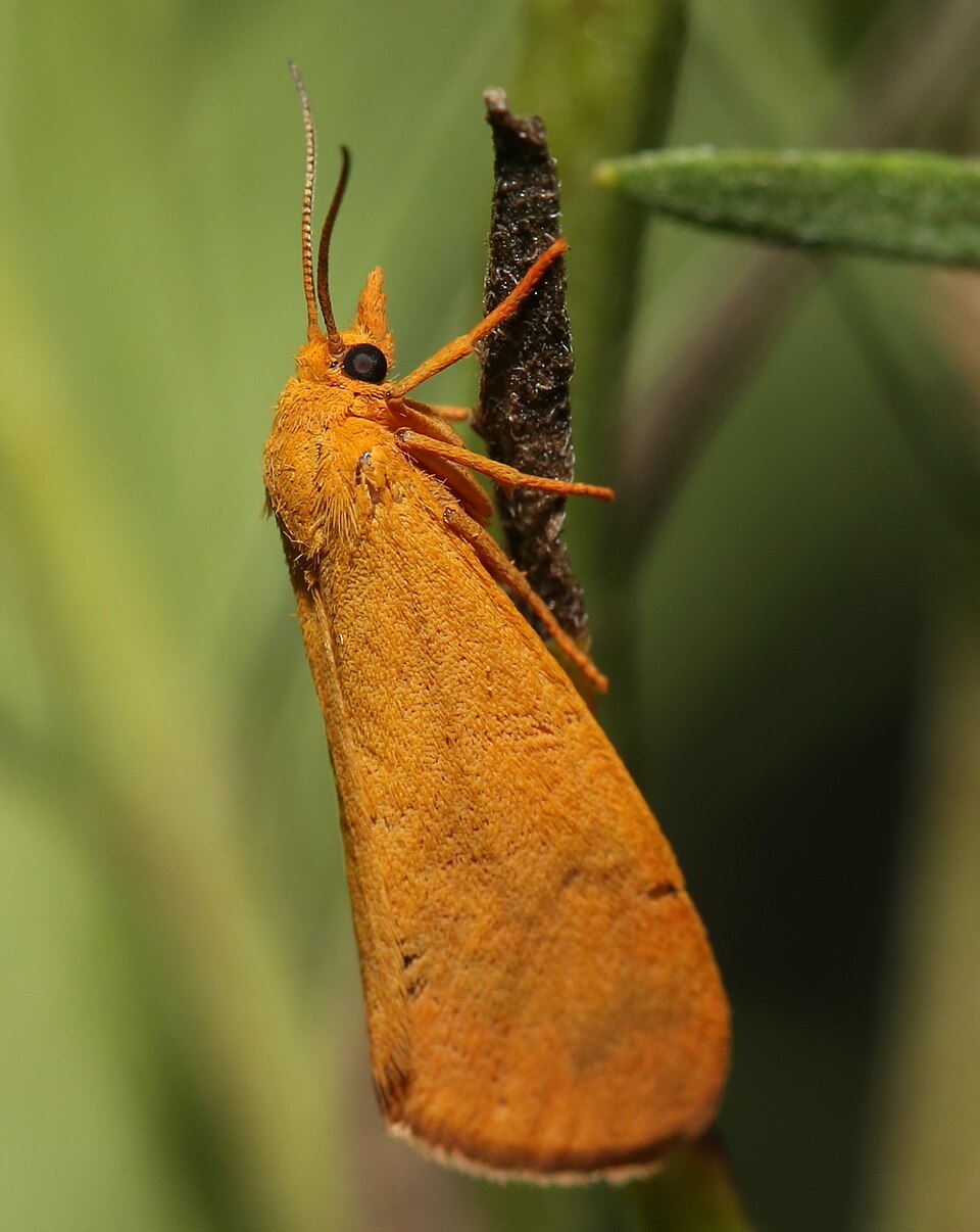 Photo of Orange virbia moth
