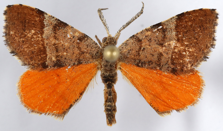 Photo of Orange wing