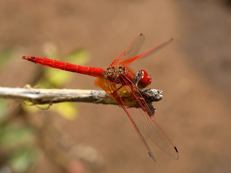 Photo of Orange-winged dropwing