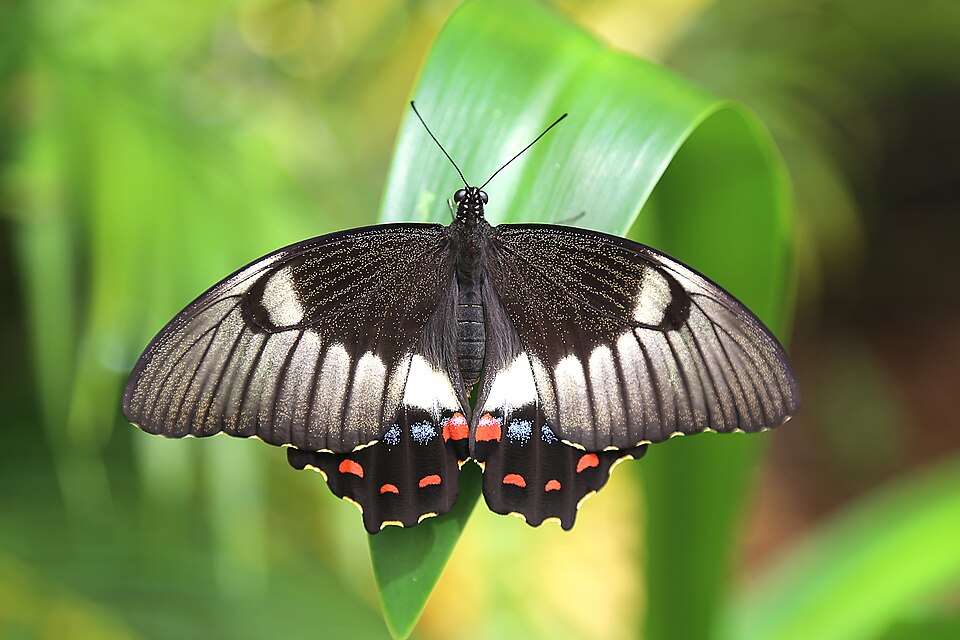 Photo of Orchard swallowtail