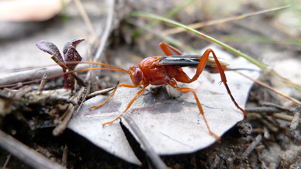 Photo of Orchid dupe wasp