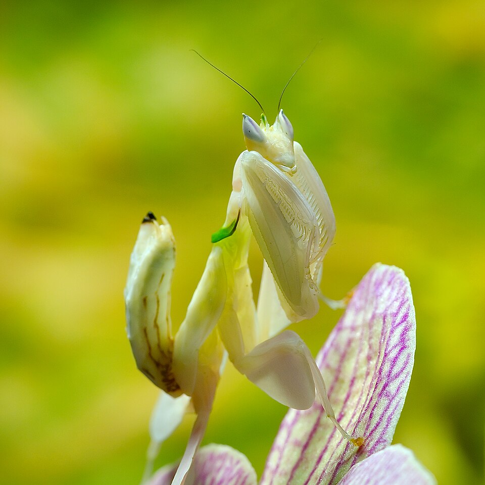 Photo of Orchid mantis