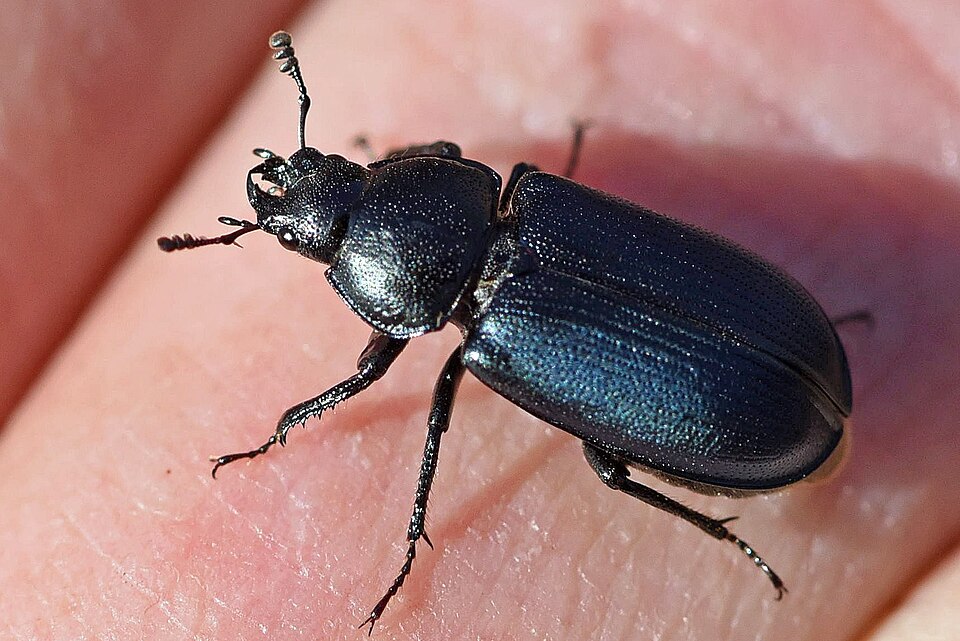 Photo of Oregon stag beetle
