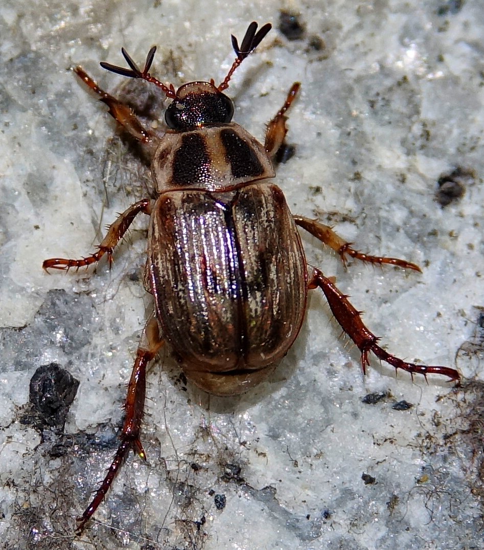 Photo of Oriental beetle