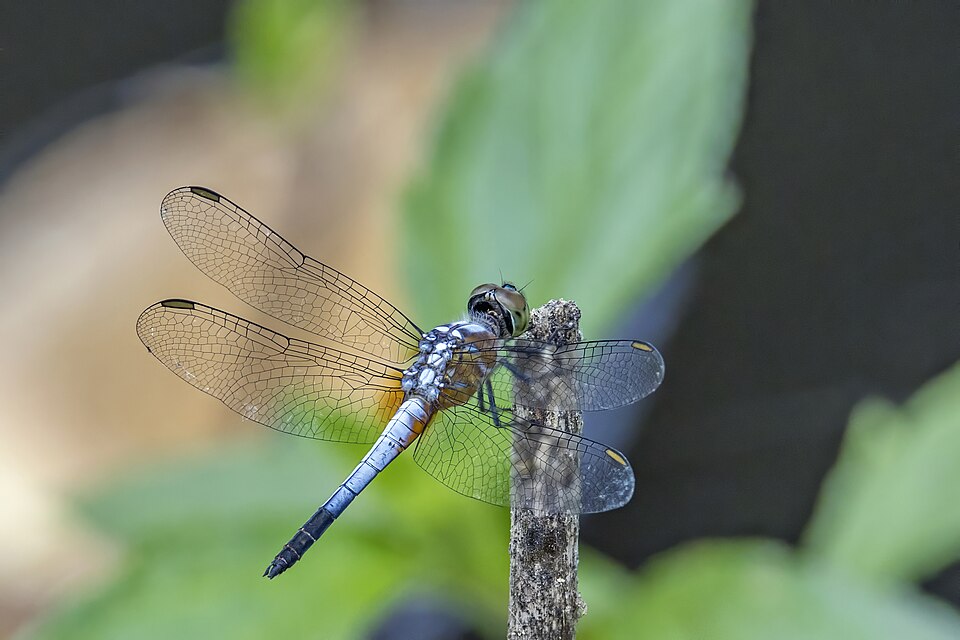 Photo of Oriental blue dasher