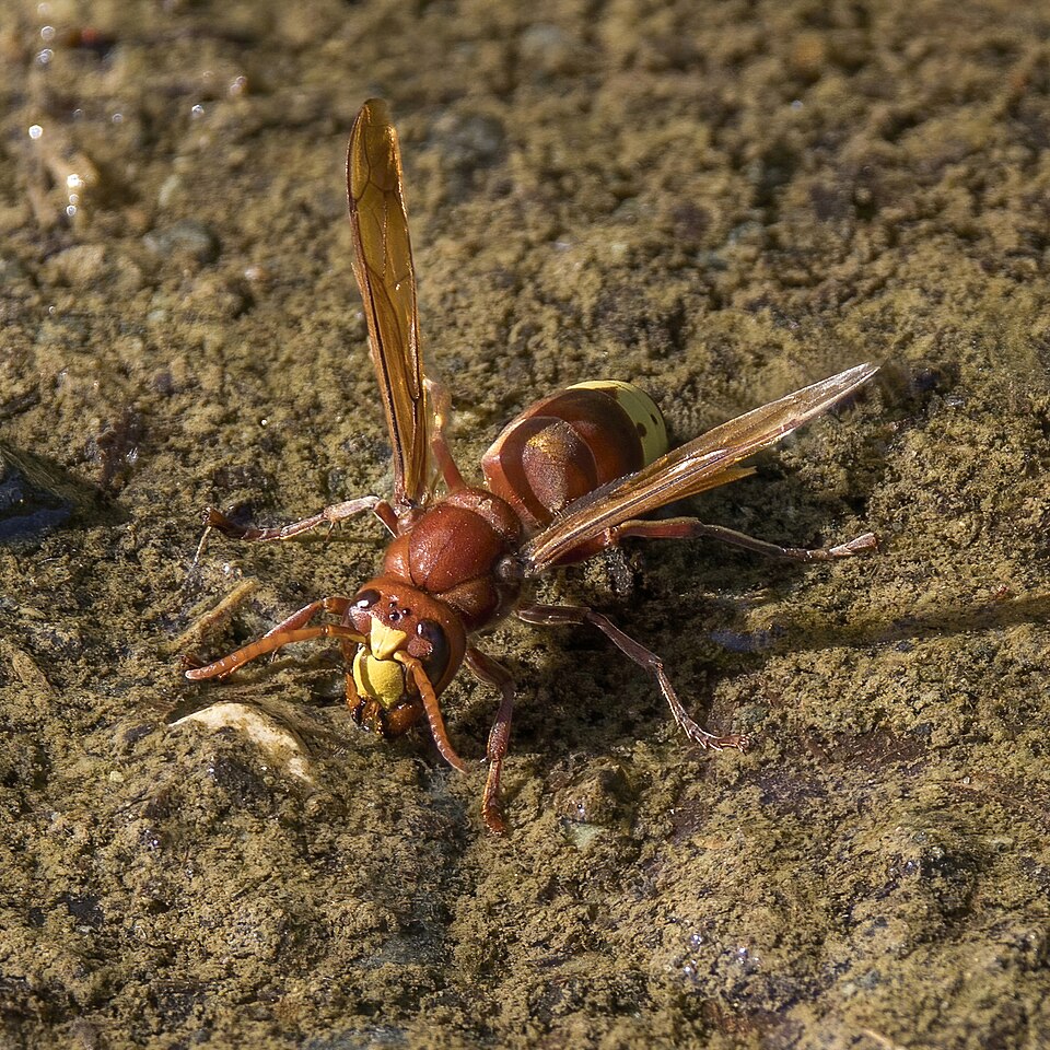 Photo of Oriental hornet