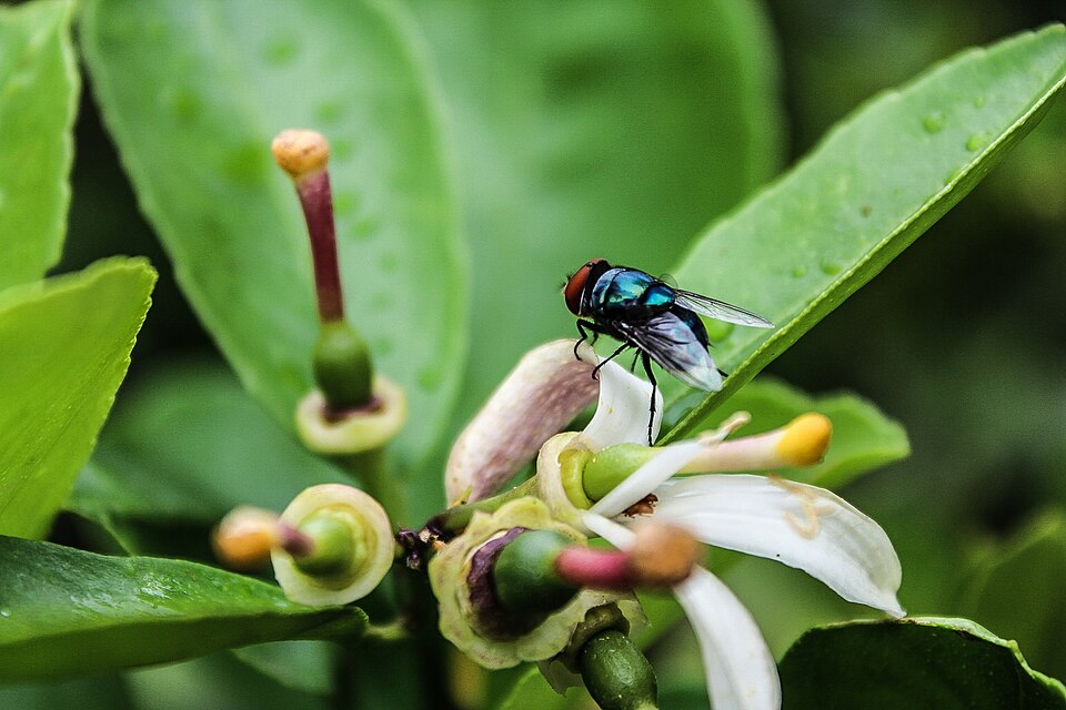 Photo of Oriental latrine fly