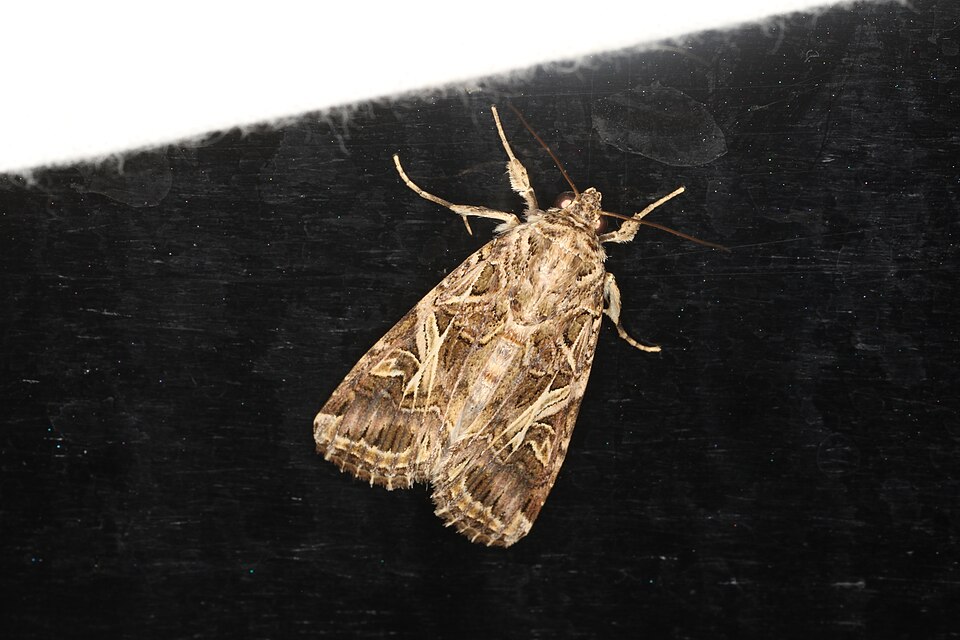 Photo of Oriental leafworm moth