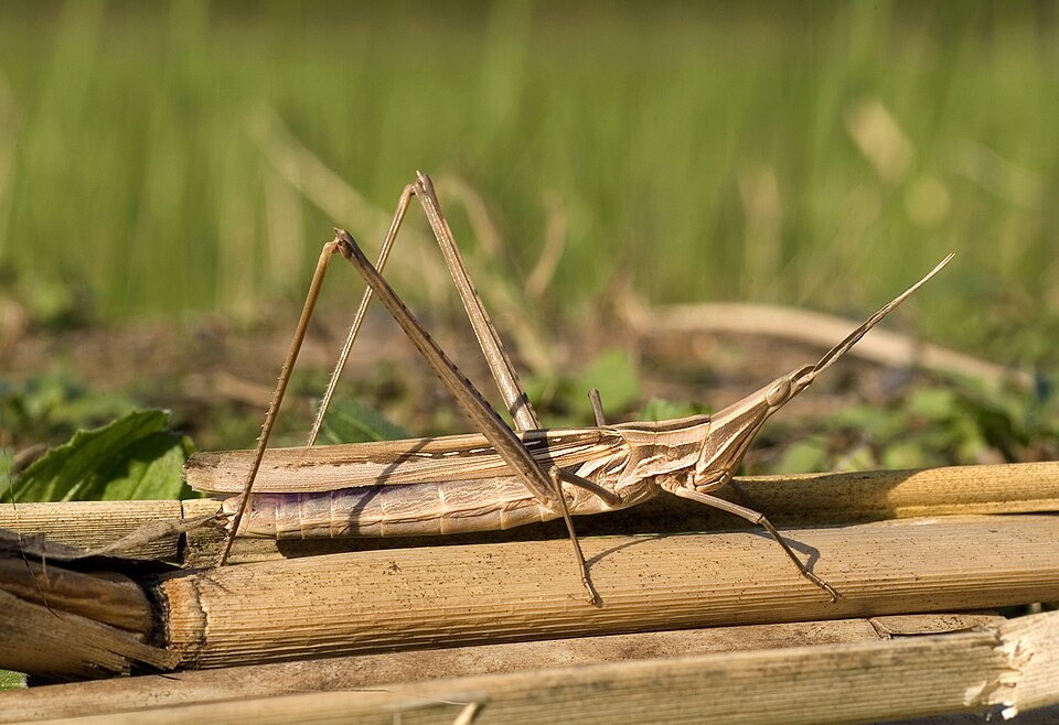 Photo of Oriental longheaded locust