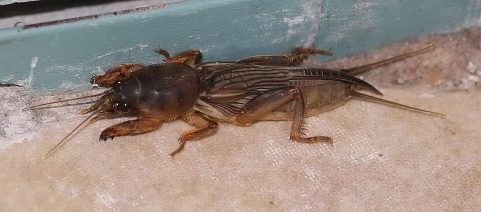 Photo of Oriental mole cricket