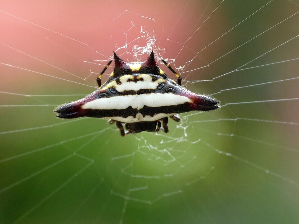 Photo of Oriental spiny orb-weaver
