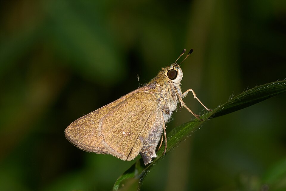 Photo of Oriental straight swift