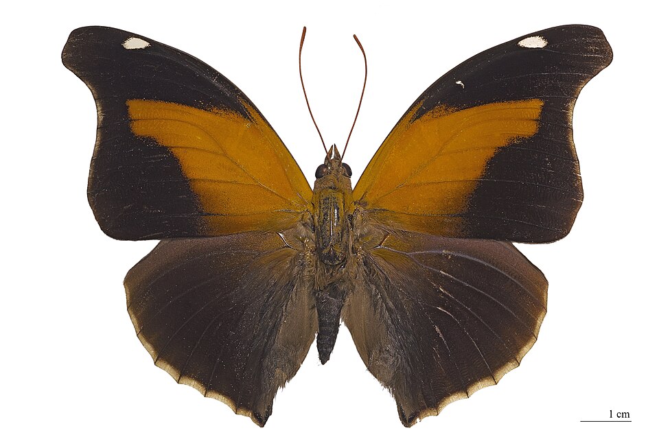 Photo of Orion cecropian