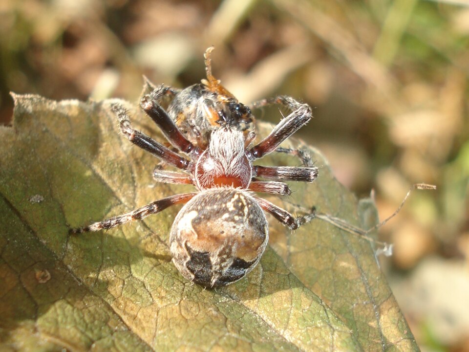 Photo of Ornamental orbweaver