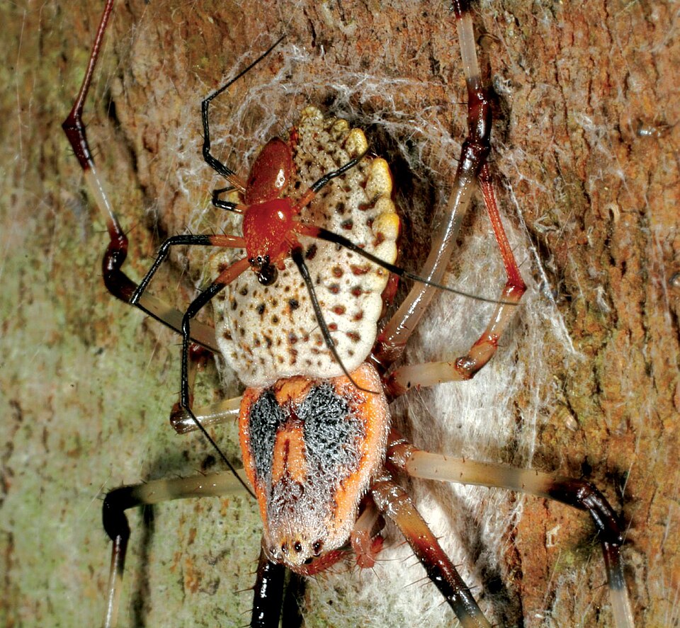Photo of Ornamental tree trunk spider