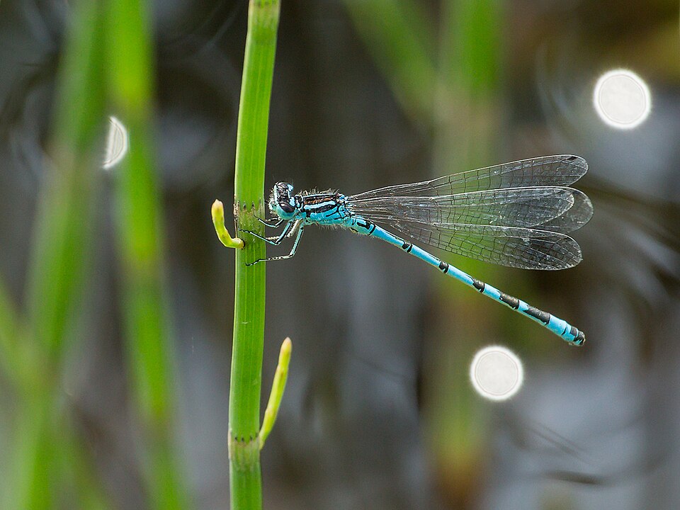 Photo of Ornate bluet
