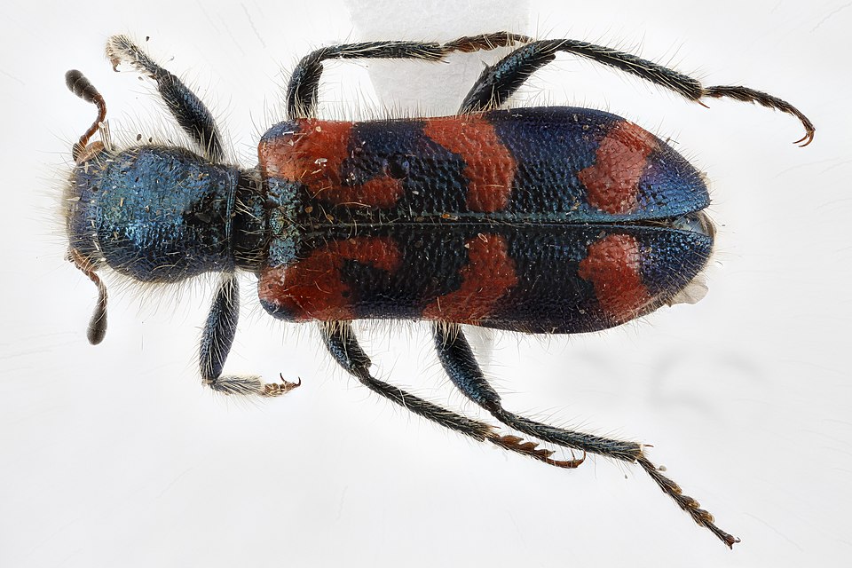 Photo of Ornate checkered beetle