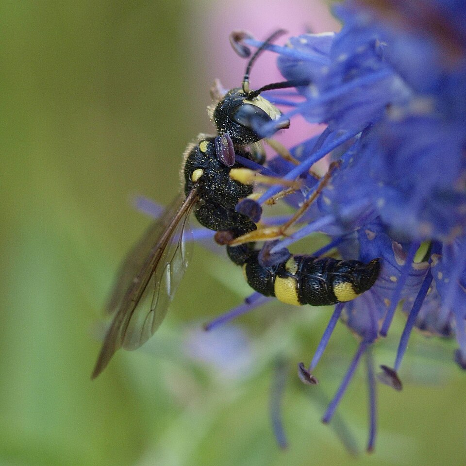 Photo of Ornate-tailed digger wasp