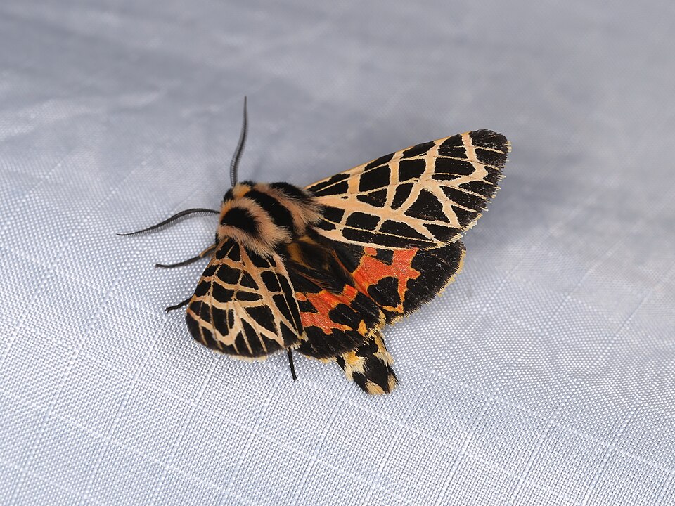 Photo of Ornate tiger moth