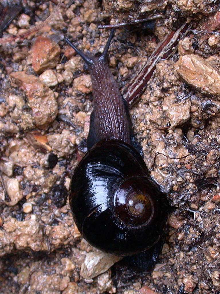 Photo of Otway black snail
