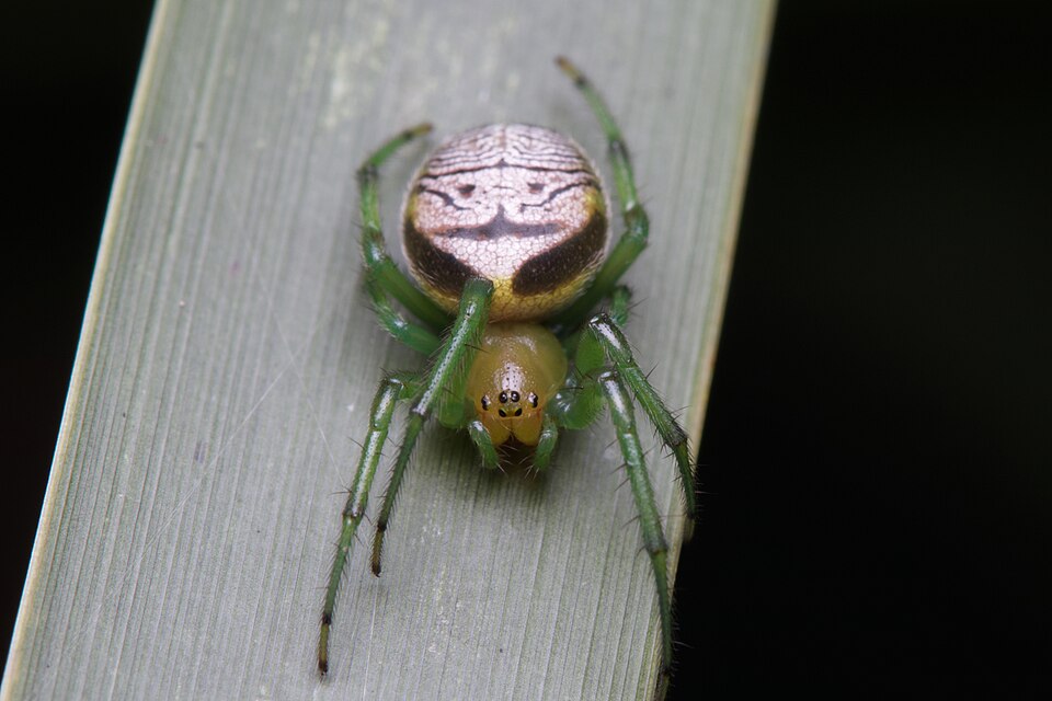 Photo of Outstanding orbweaver