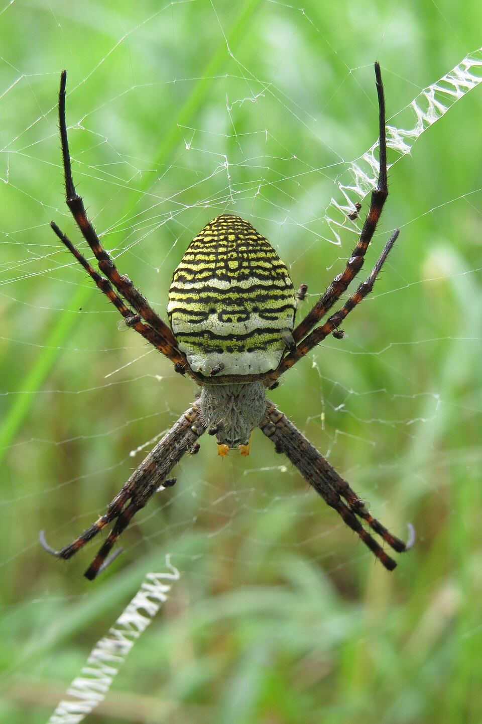 Photo of Oval Saint Andrew's cross spider