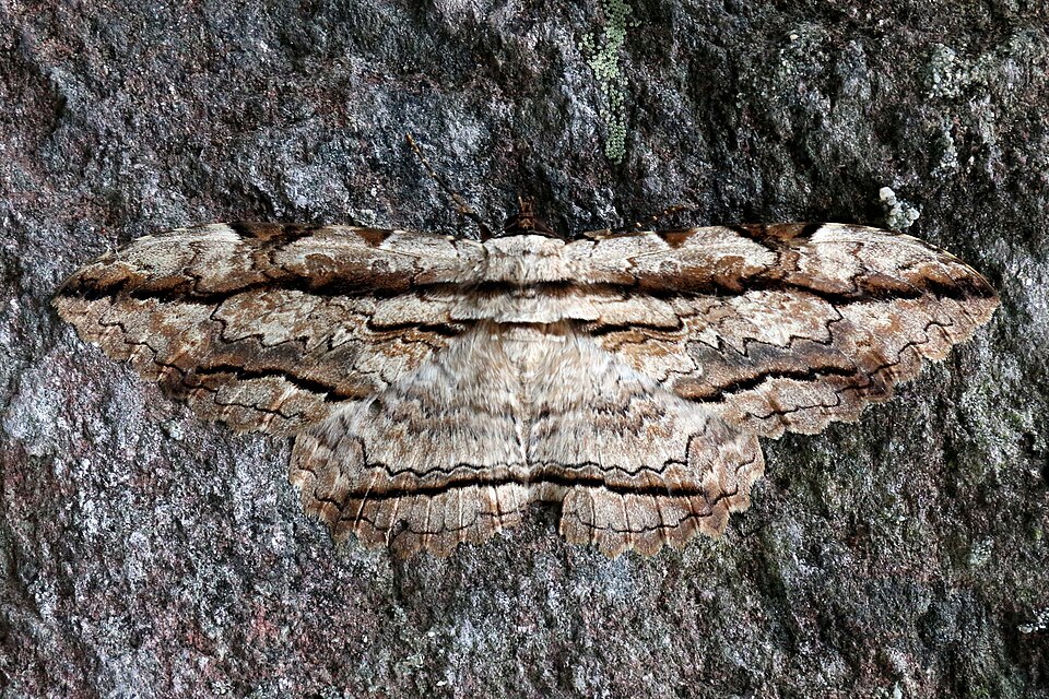 Photo of Owl moth