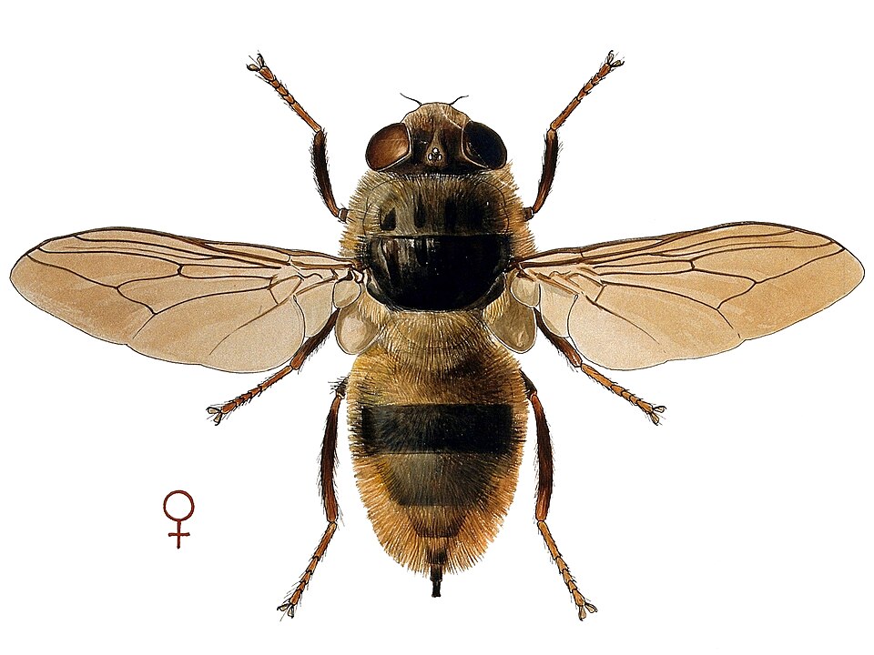 Photo of Ox warble fly