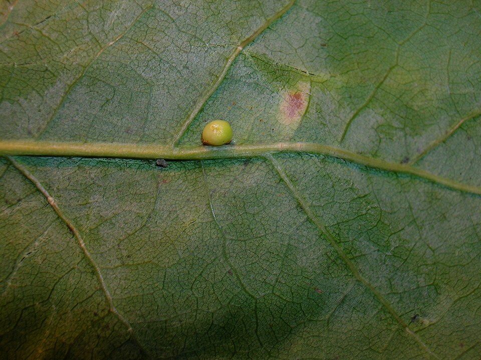 Photo of Oyster gall wasp