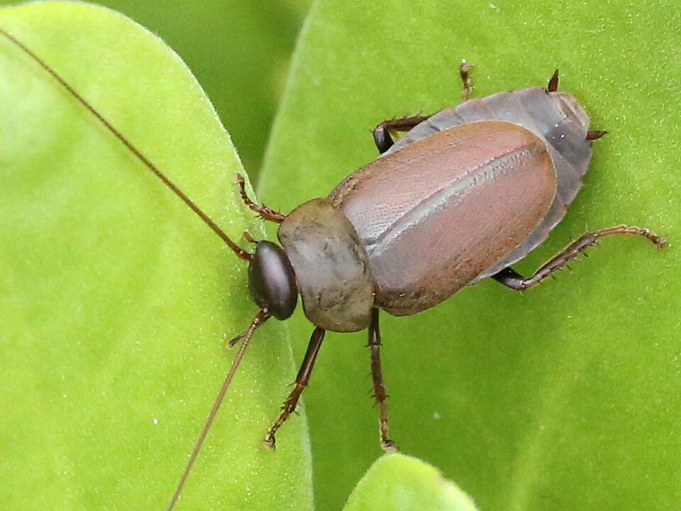 Photo of Pacific beetle cockroach