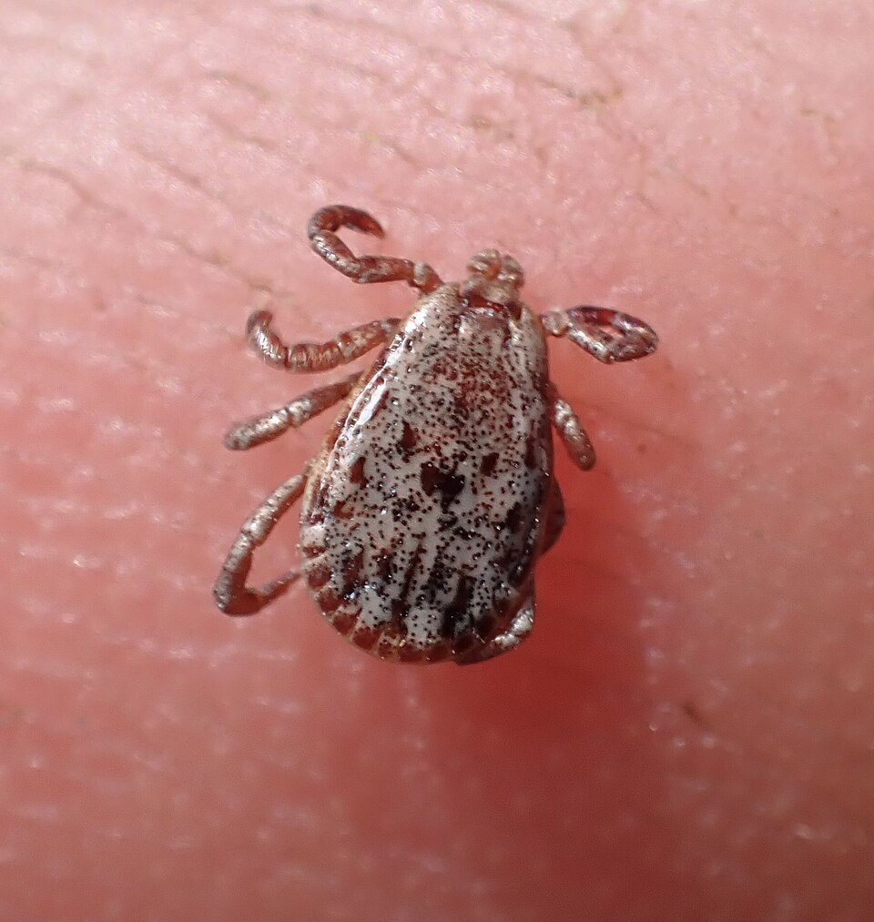 Photo of Pacific coast tick