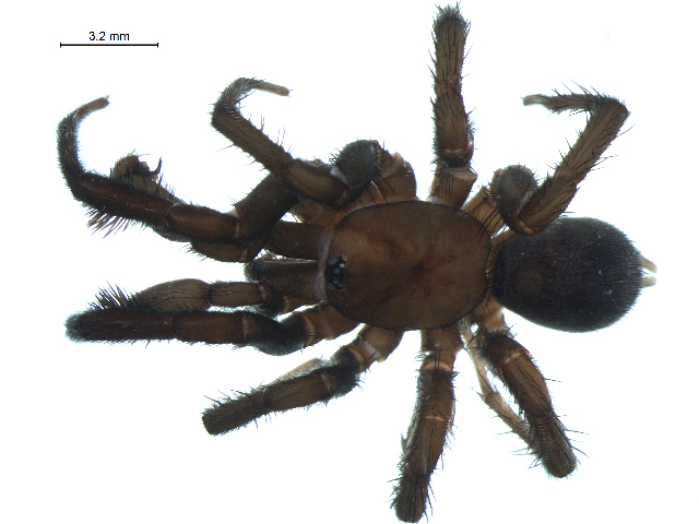 Photo of Pacific foldingdoor spider