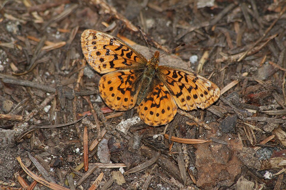 Photo of Pacific fritillary