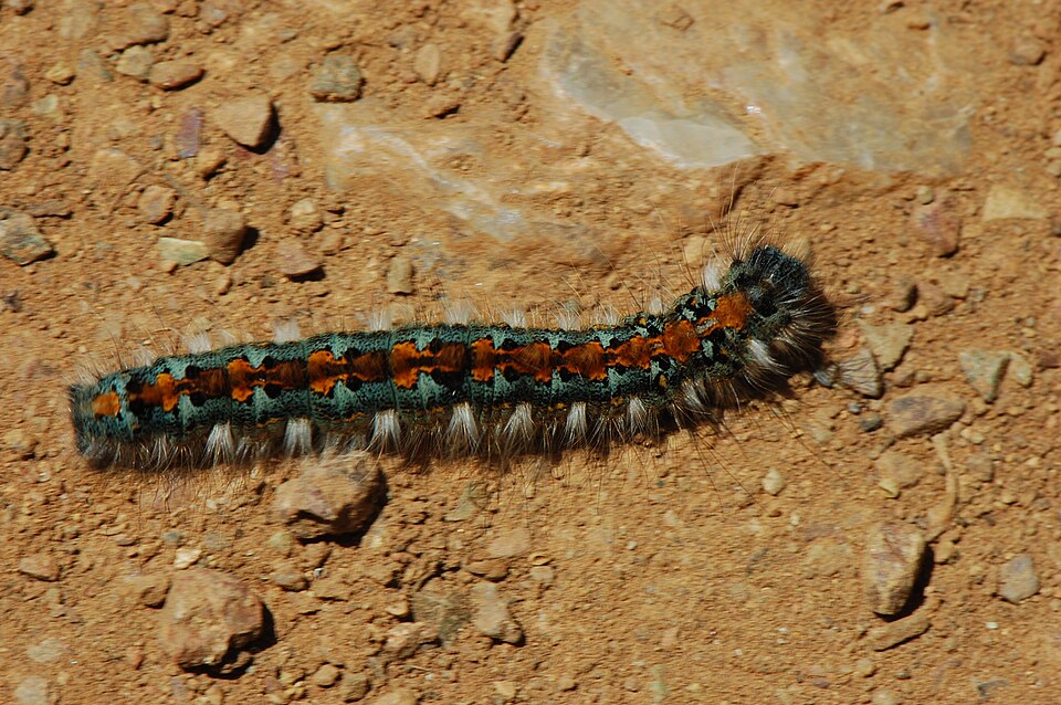 Photo of Pacific tent caterpillar