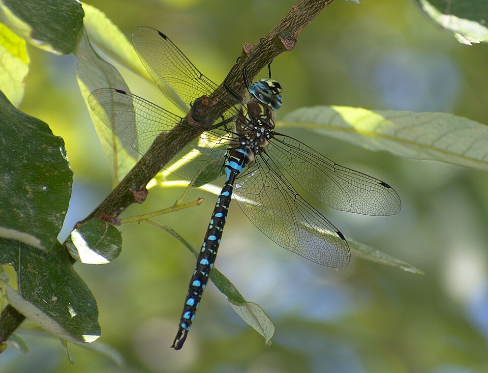 Photo of Paddle-tailed darner