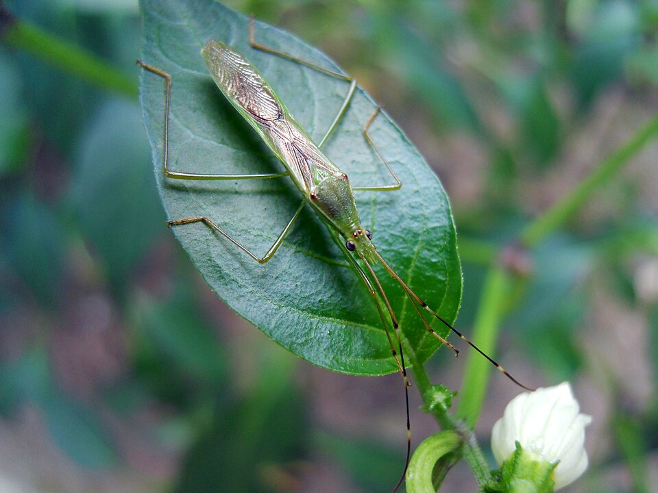 Photo of Paddy bug