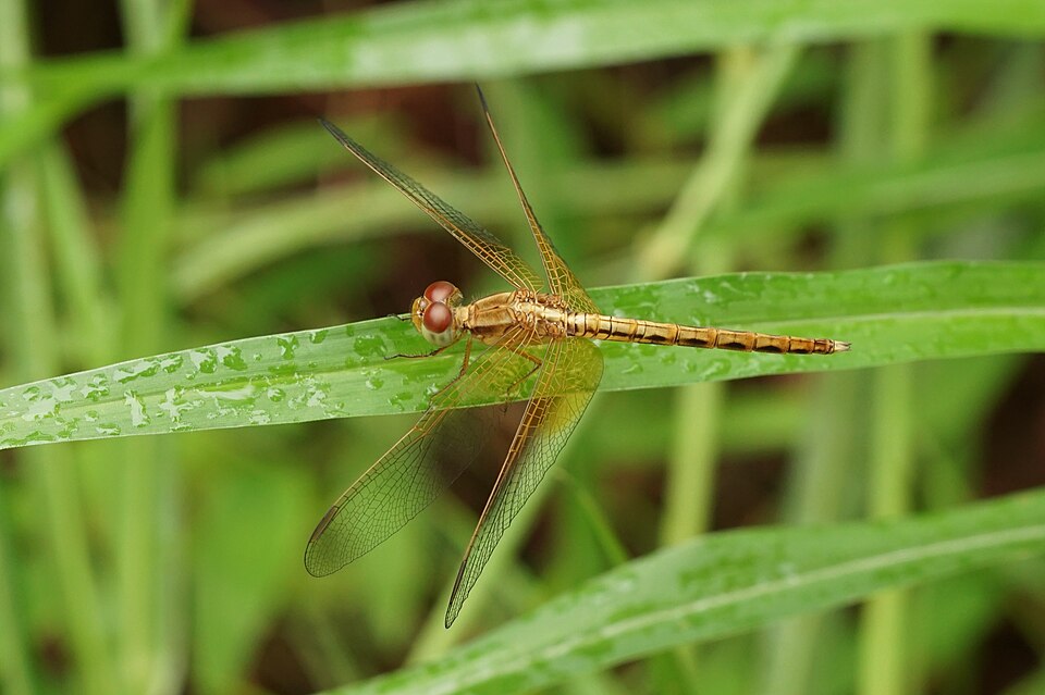 Photo of Paddyfield parasol