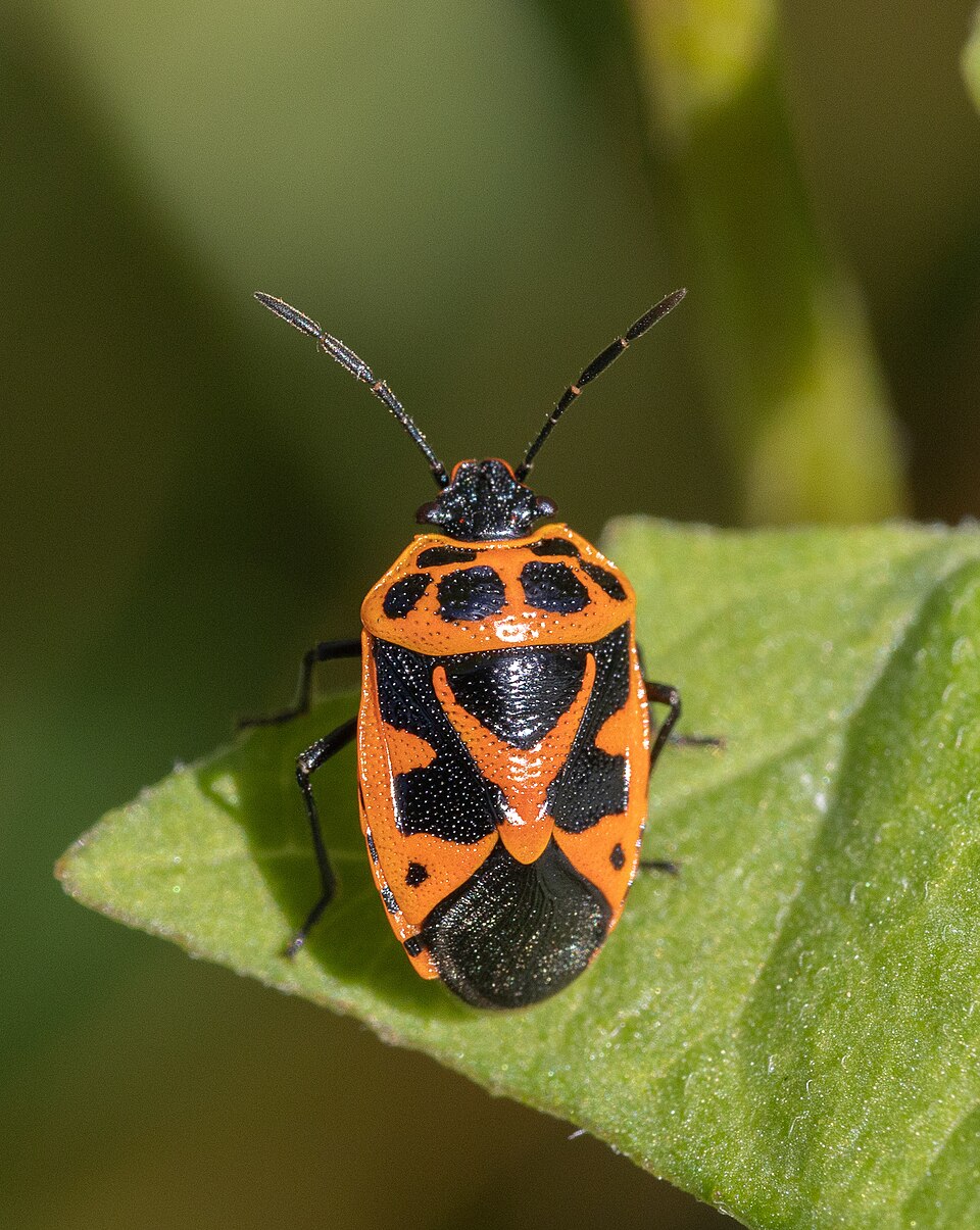 Photo of Painted bug