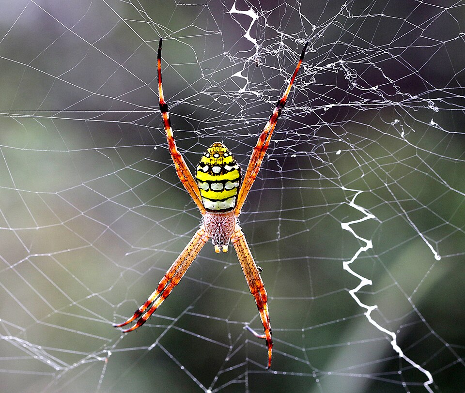 Photo of Painted cross spider