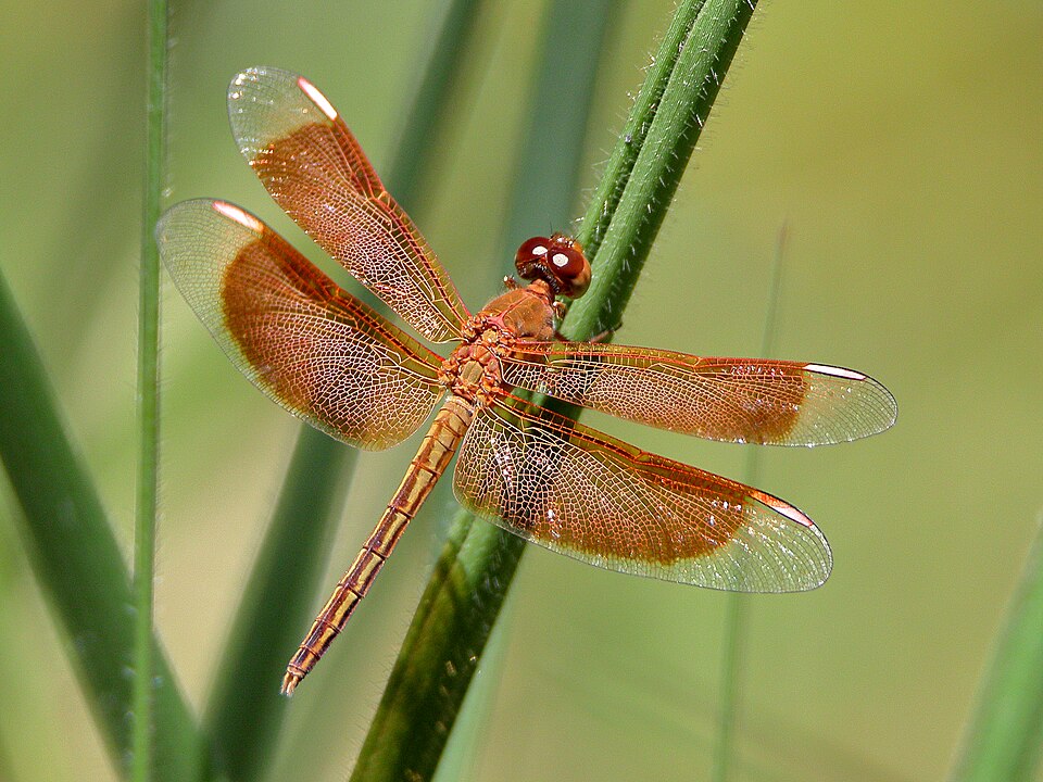 Photo of Painted grasshawk