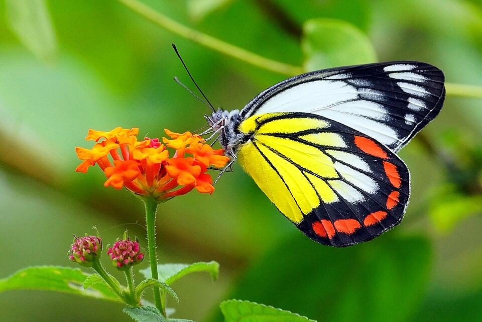 Photo of Painted Jezebel