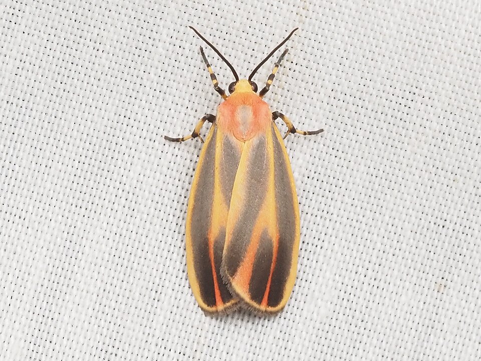 Photo of Painted lichen moth