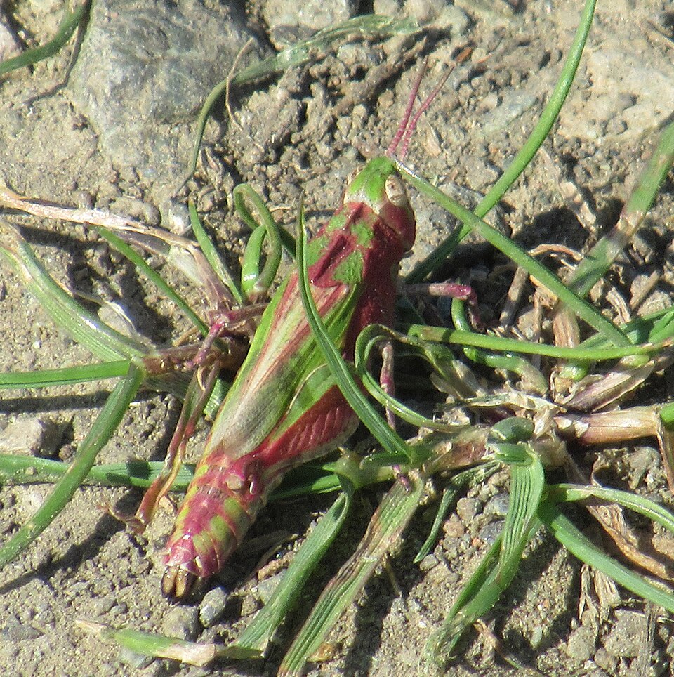Photo of Painted meadow grasshopper