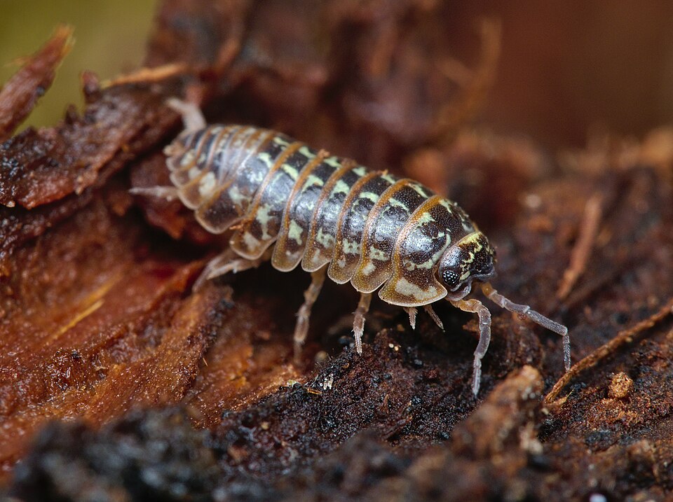 Photo of Painted pill woodlouse